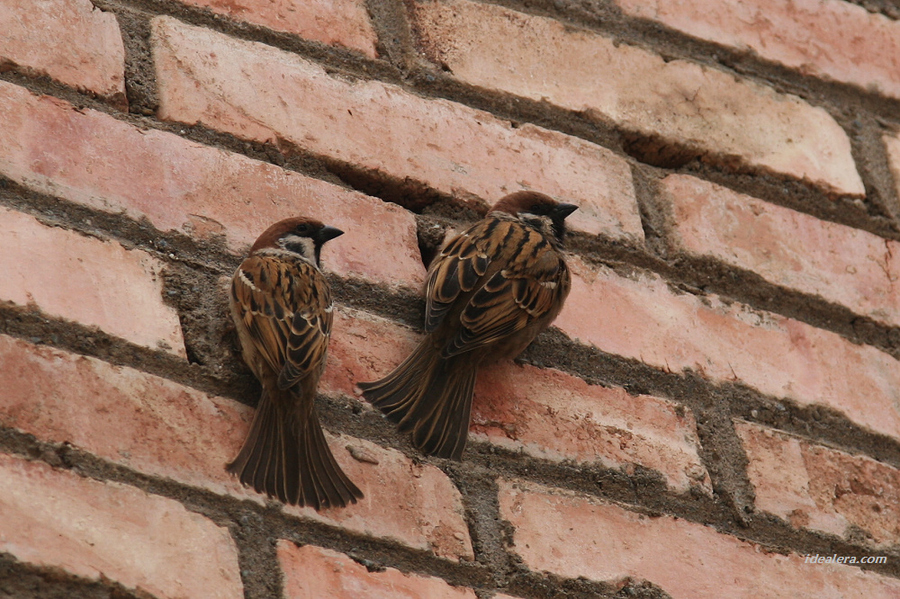 [树]麻雀 Eurasian Tree Sparrow
