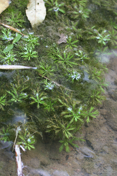 少见的水生植物