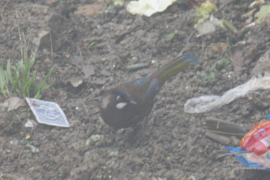 黑顶噪鹛 Black-faced Laughingthrush