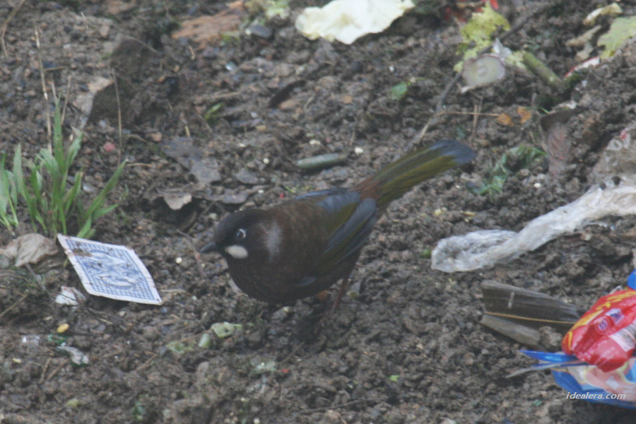 黑顶噪鹛 Black-faced Laughingthrush