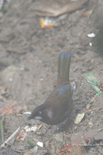黑顶噪鹛 Black-faced Laughingthrush