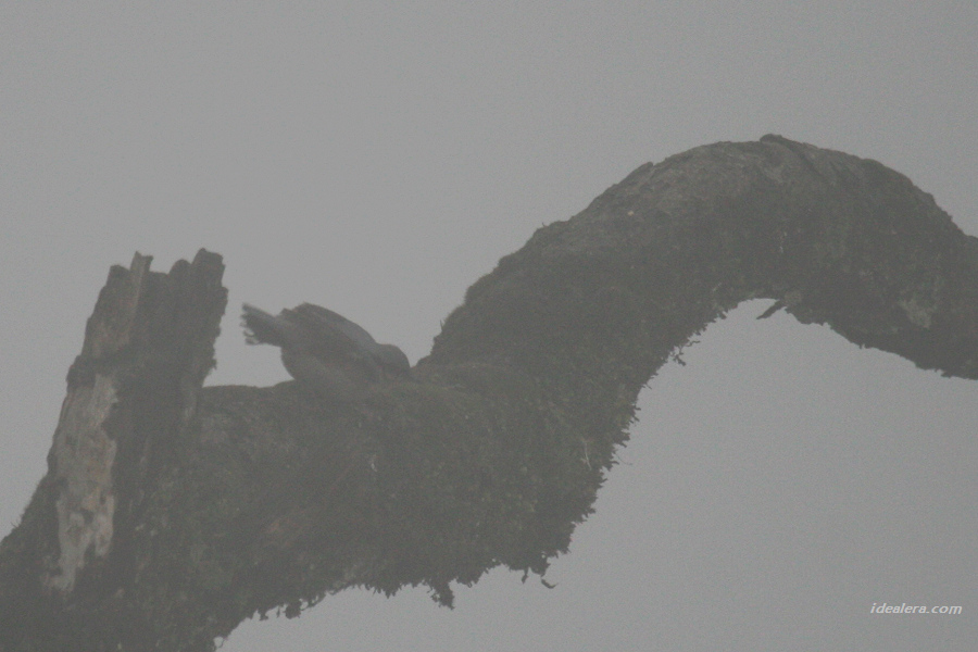 普通 Eurasion Nuthatch