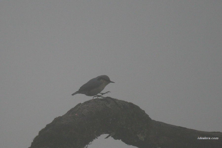 普通 Eurasion Nuthatch