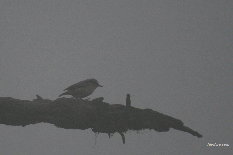 普通 Eurasion Nuthatch