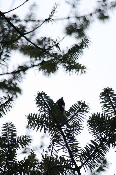 黑冠山雀 Rufous-vented Tit