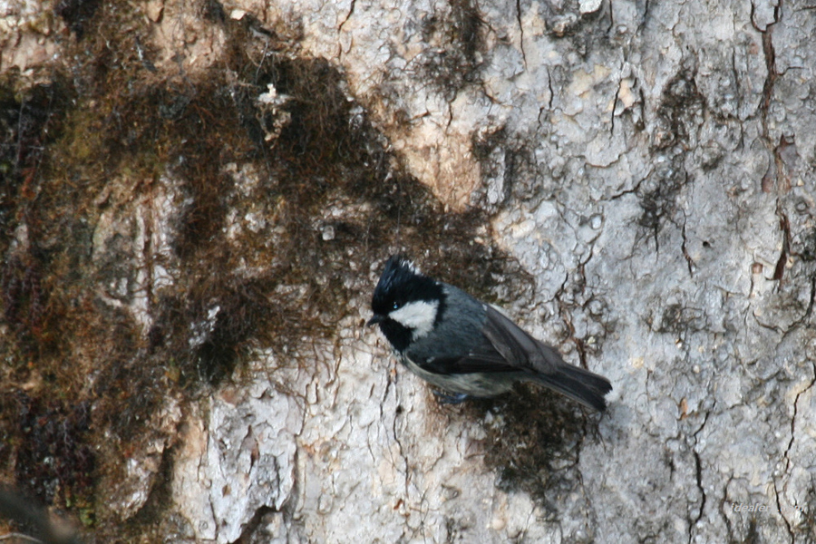 黑冠山雀 Rufous-vented Tit