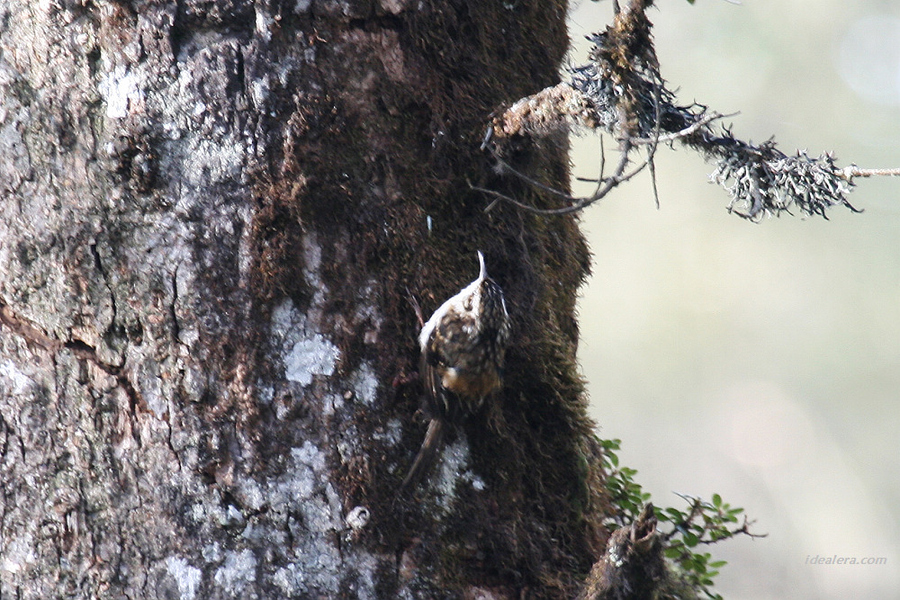 旋木雀 Eurasian Tree-Creeper