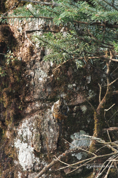 旋木雀 Eurasian Tree-Creeper