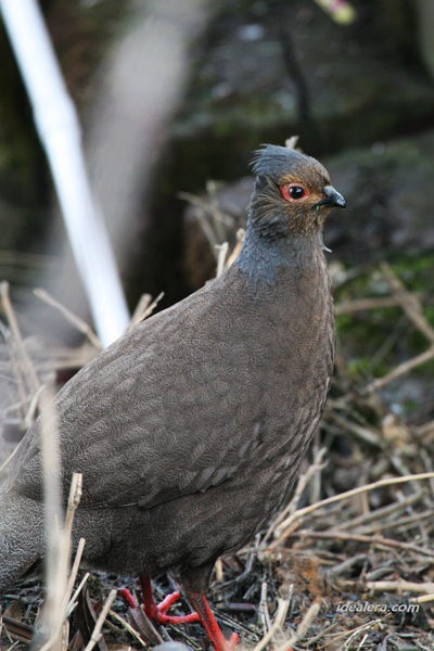 血雉 Blood Pheasant
