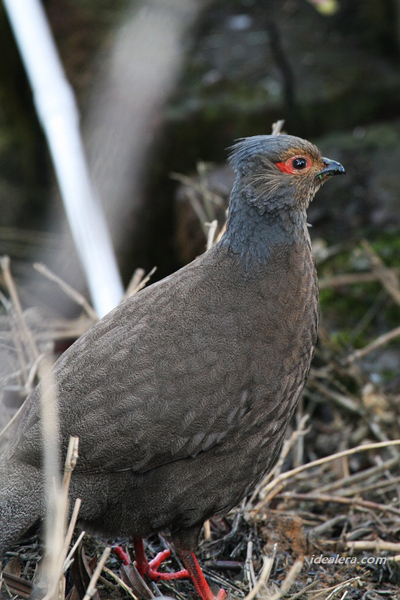 血雉 Blood Pheasant