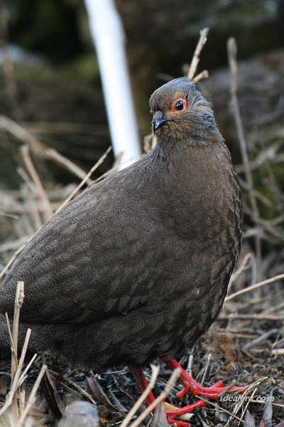 血雉 Blood Pheasant