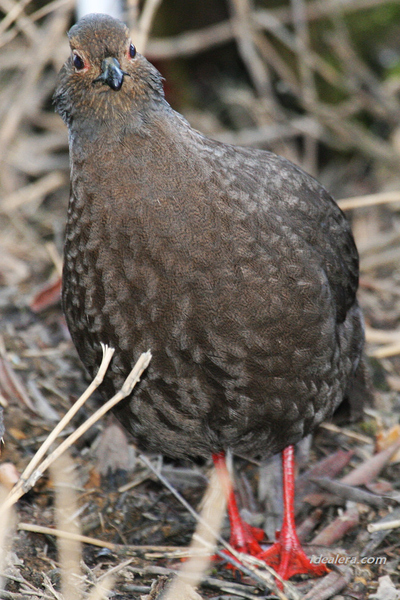 血雉 Blood Pheasant