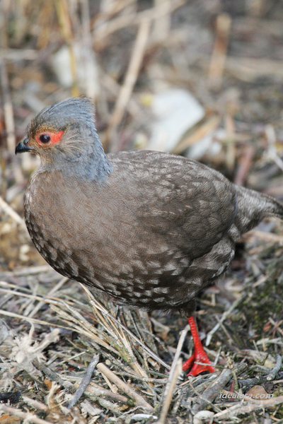血雉 Blood Pheasant