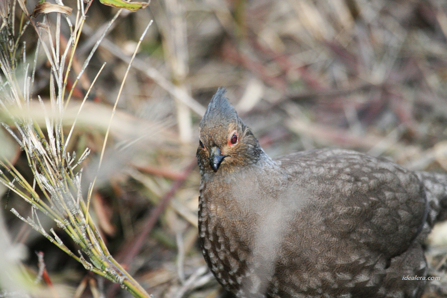 血雉 Blood Pheasant