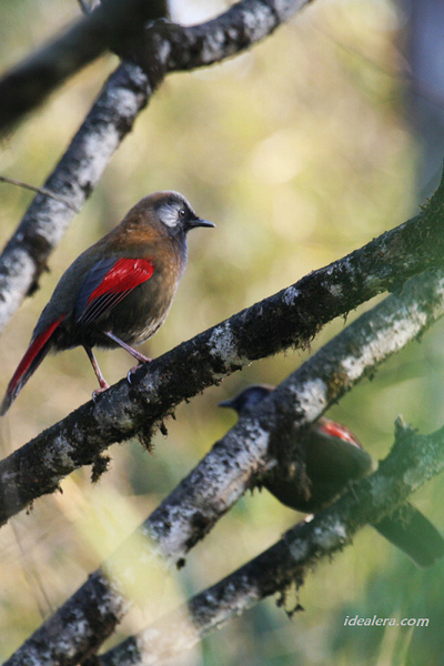 丽色噪鹛 Red-winged Laughingthrush
