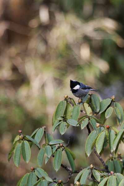 黑冠山雀 Rufous-vented Tit