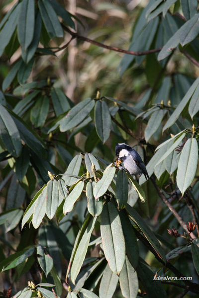 黑冠山雀 Rufous-vented Tit