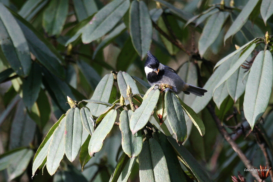 黑冠山雀 Rufous-vented Tit