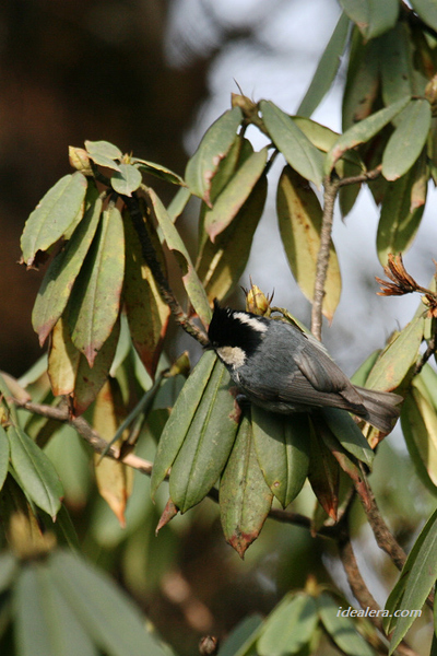 黑冠山雀 Rufous-vented Tit