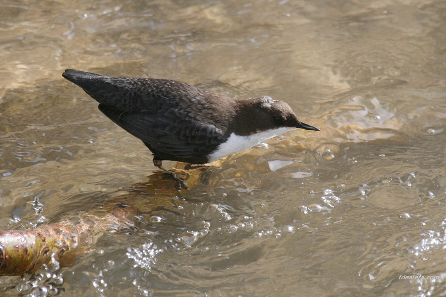 img_0460 img_0460