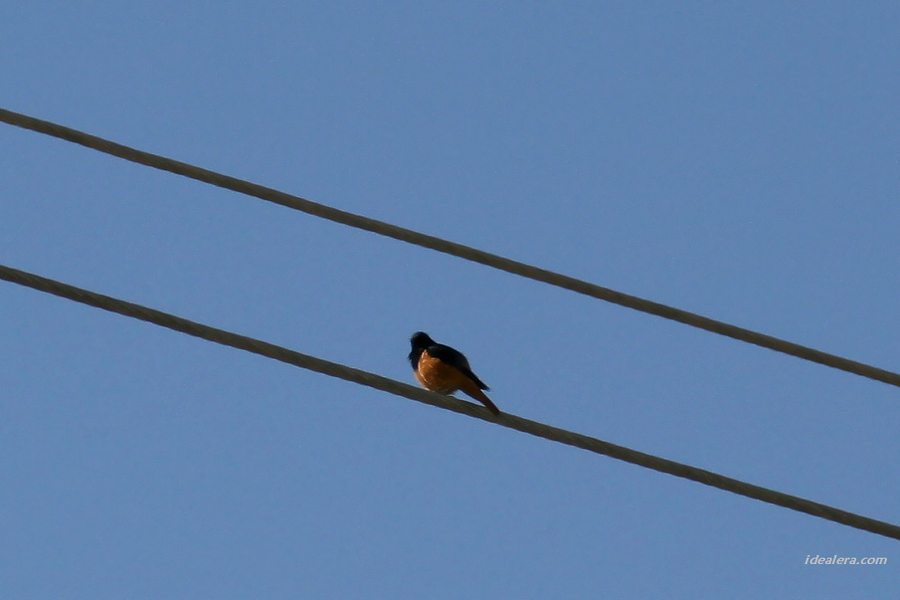 赭红尾鸲 Black Redstart