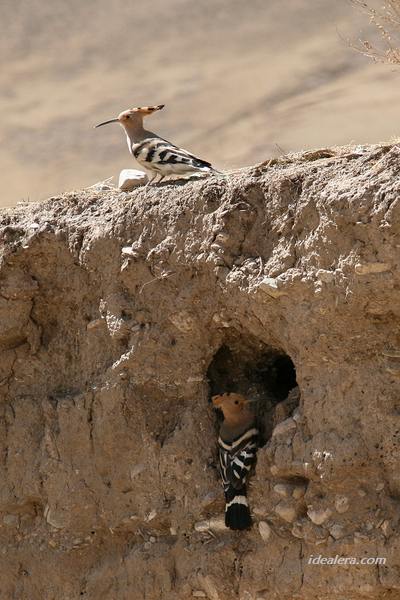 戴胜 Eurasian Hoopoe