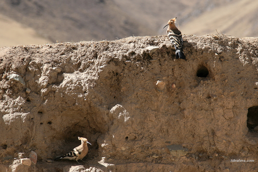 戴胜 Eurasian Hoopoe