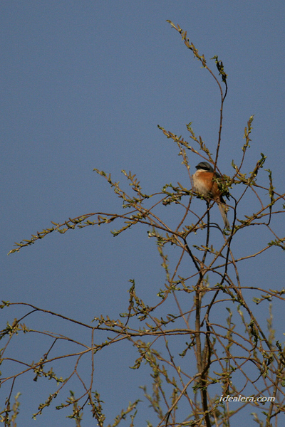 灰背伯劳 Grey-backed Shrike