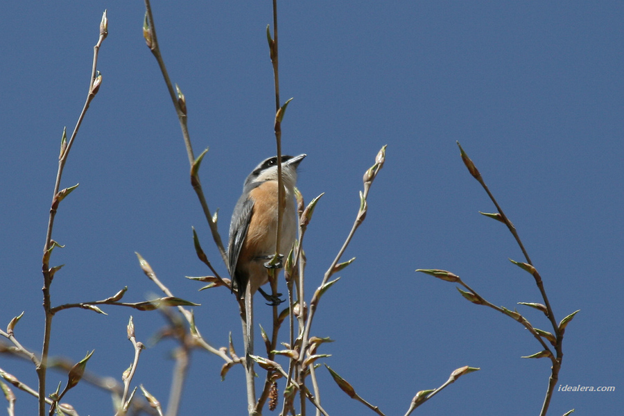 灰背伯劳 Grey-backed Shrike