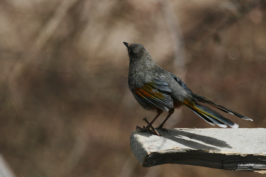 橙翅噪鹛 Elliot\'s Laughingthrush