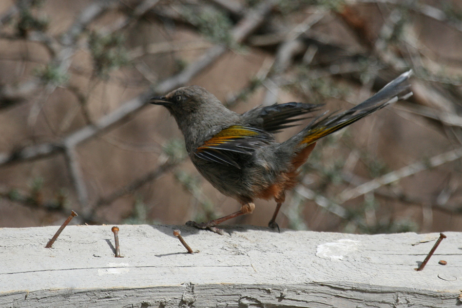 橙翅噪鹛 Elliot\'s Laughingthrush