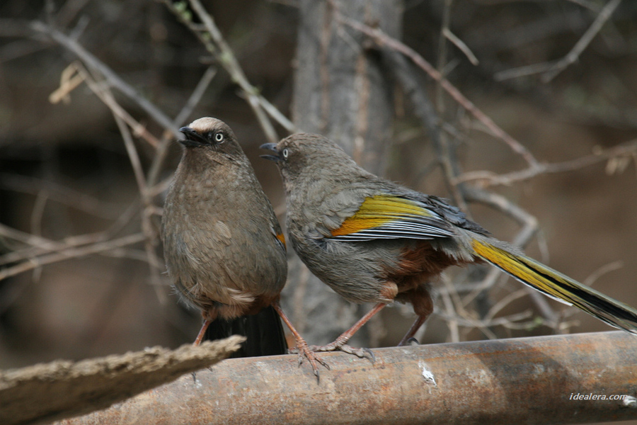橙翅噪鹛 Elliot\'s Laughingthrush