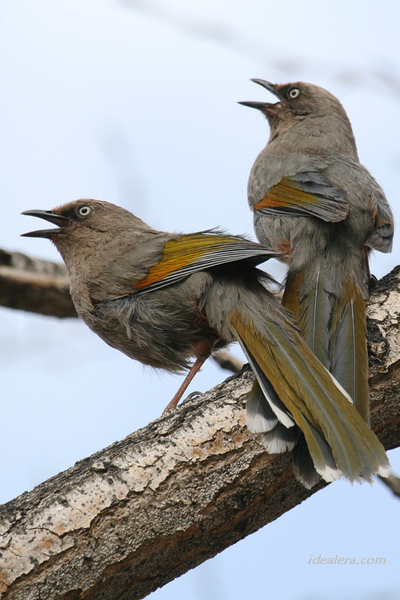 橙翅噪鹛 Elliot\'s Laughingthrush