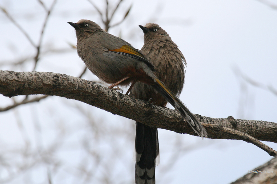 橙翅噪鹛 Elliot\'s Laughingthrush