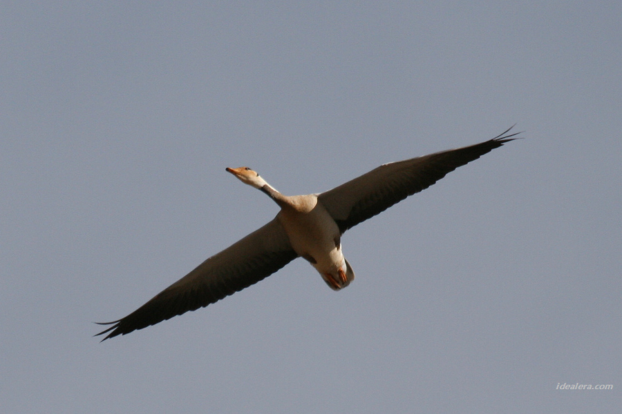 斑头雁 Bar-headed Goose
