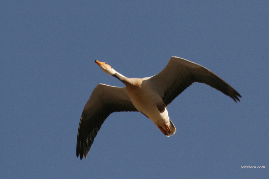 斑头雁 Bar-headed Goose