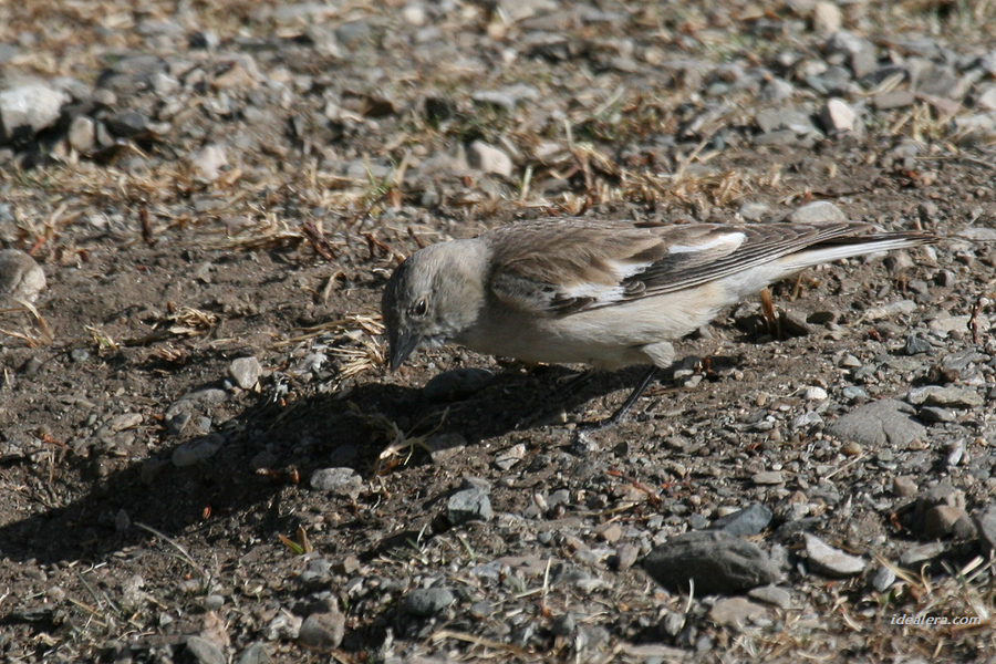 褐翅雪雀 Tibetan Snowfinch