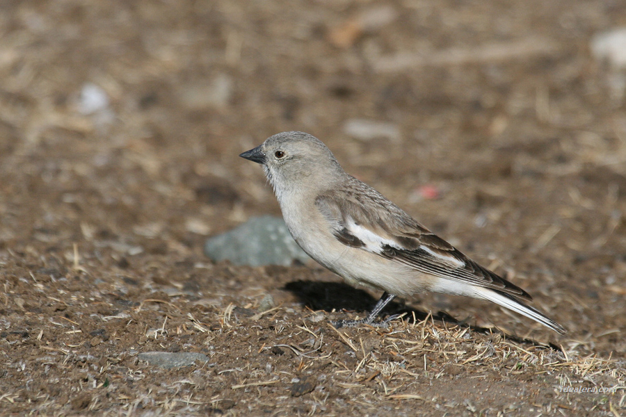 褐翅雪雀 Tibetan Snowfinch