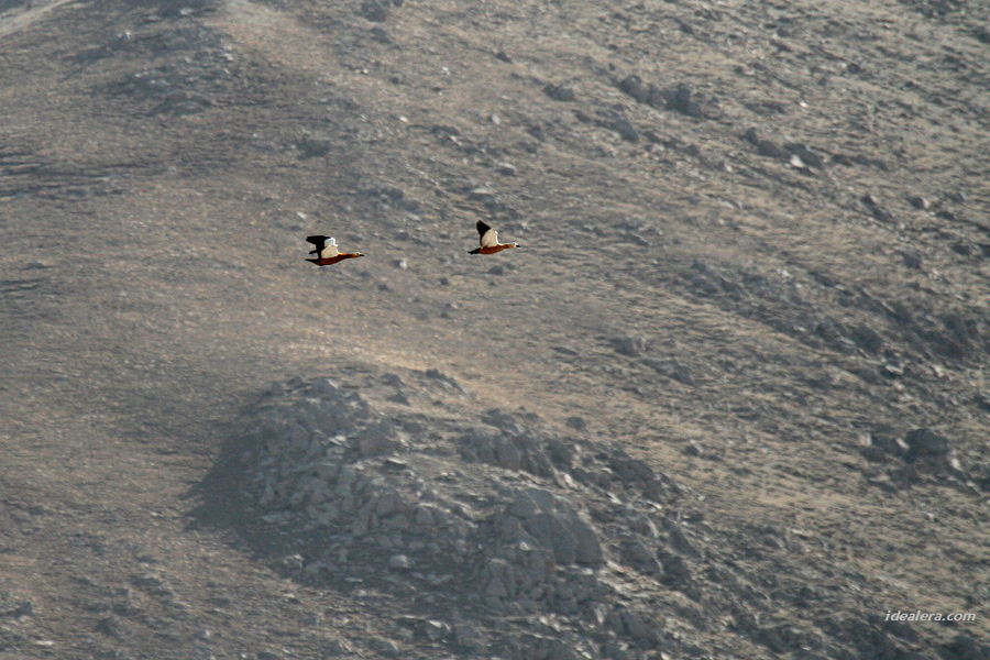 赤麻鸭 Ruddy Shelduck
