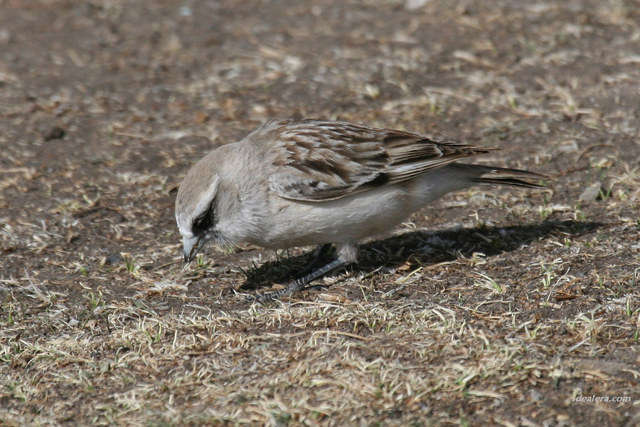 白腰雪雀 White-rumped Snowfinch