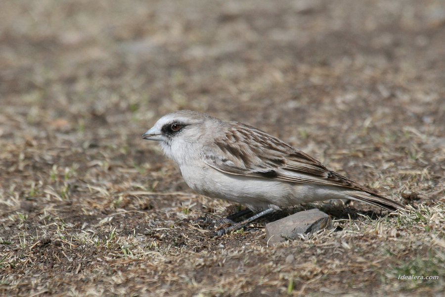 白腰雪雀 White-rumped Snowfinch