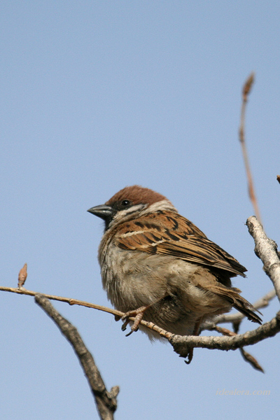 [树]麻雀 Eurasian Tree Sparrow