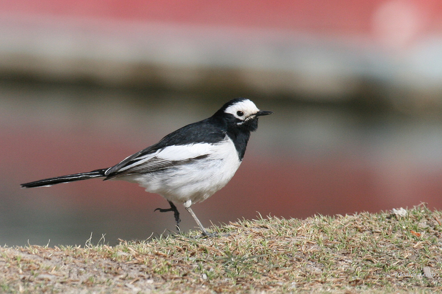 白鹡鸰 White Wagtail