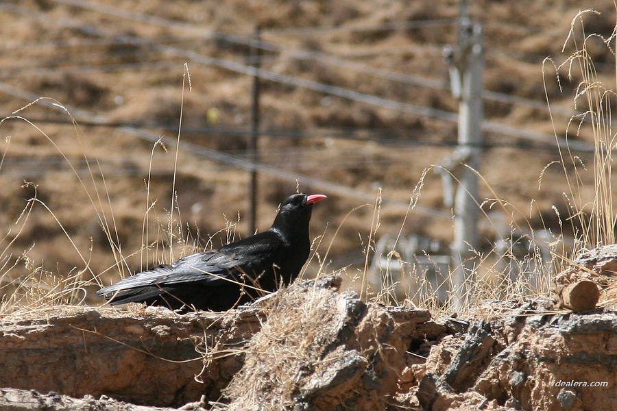 红嘴山鸦 Red-billed Chough