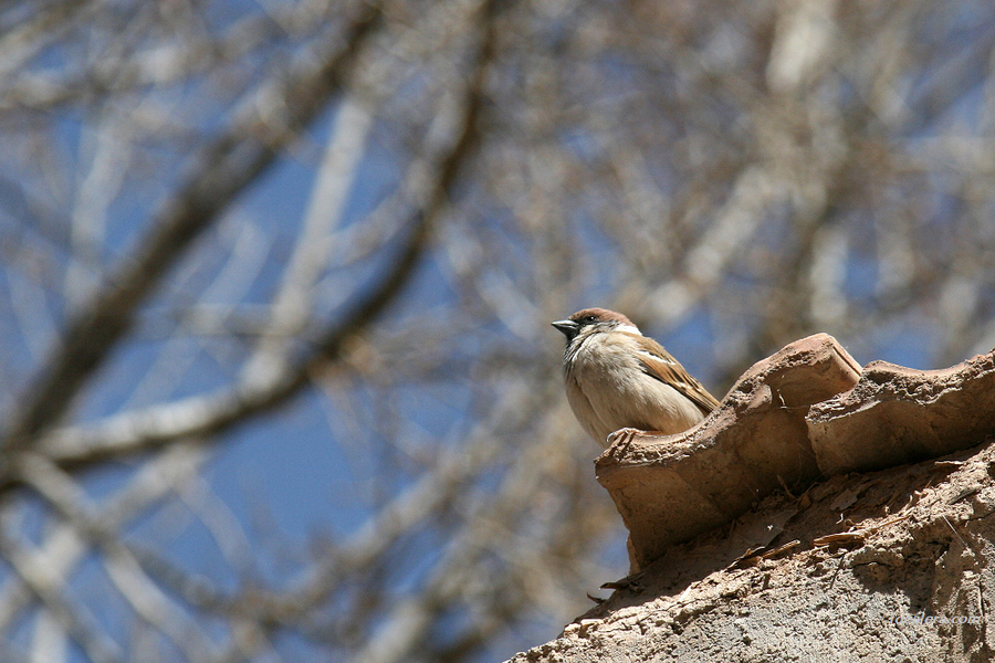 [树]麻雀 Eurasian Tree Sparrow
