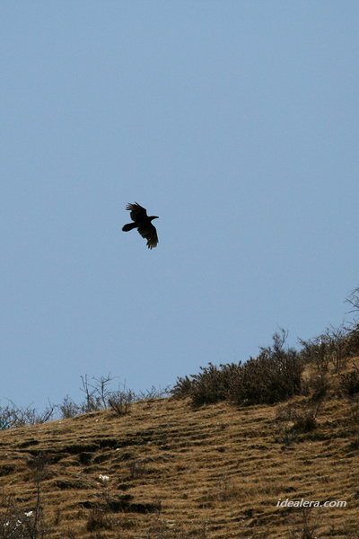 大嘴乌鸦 Large-billed Crow