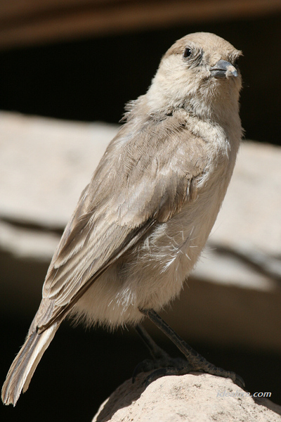 褐背拟地鸦 Tibetan Ground-Jay