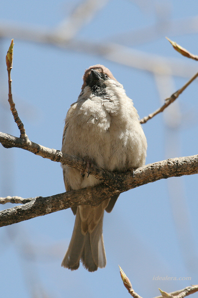 [树]麻雀 Eurasian Tree Sparrow