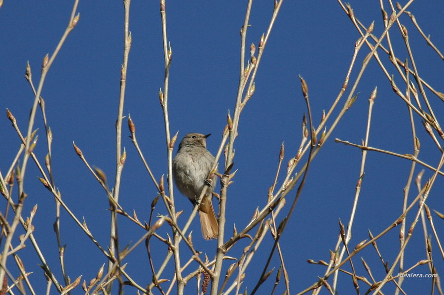 赭红尾鸲 Black Redstart