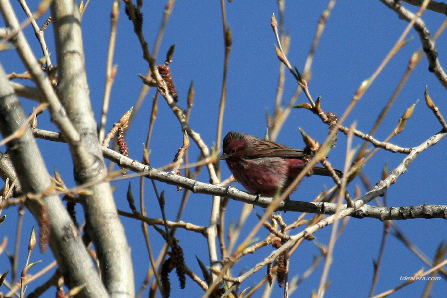 曙红朱雀 Pink-rumped Rosefinch